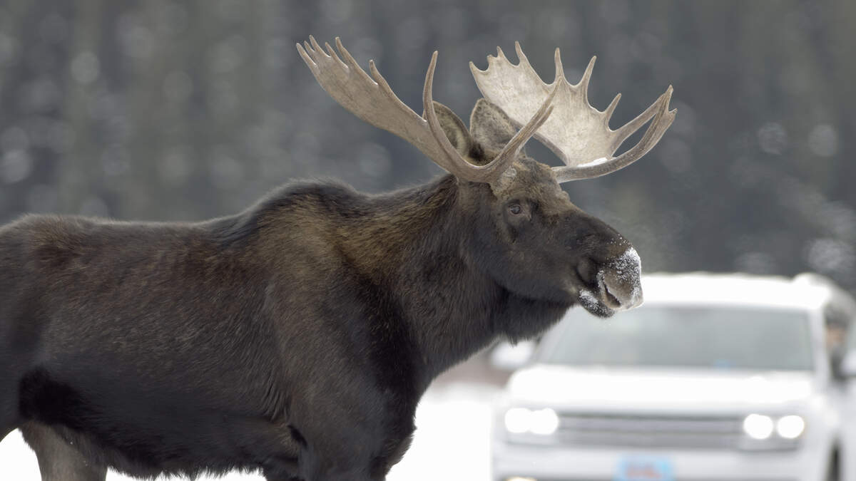 The only moose in New Mexico now has a fan club